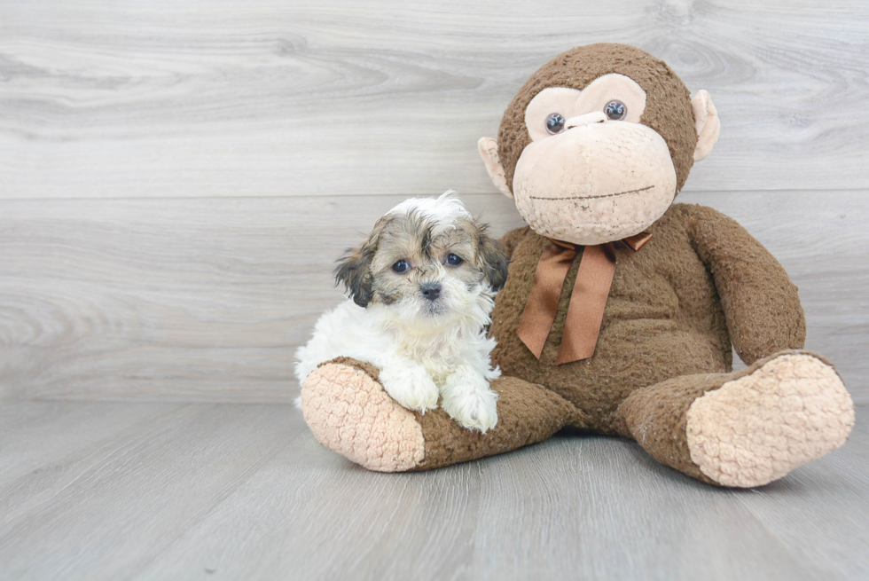 Petite Teddy Bear Designer Pup