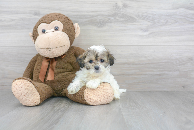 Fluffy Teddy Bear Designer Pup