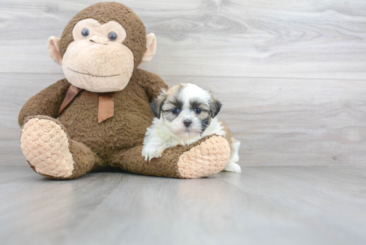 Adorable Shichon Designer Puppy