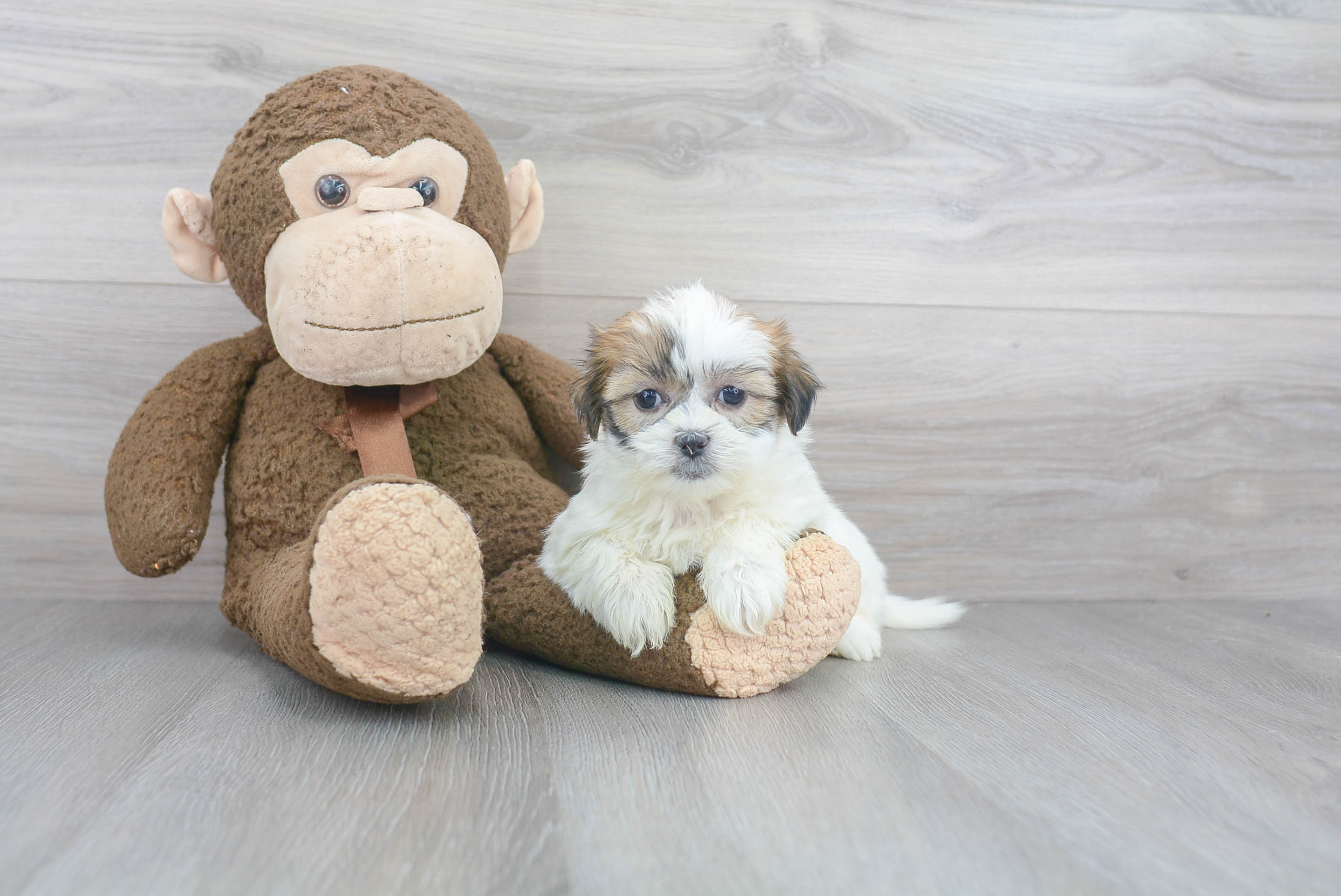 Best Teddy Bear Baby
