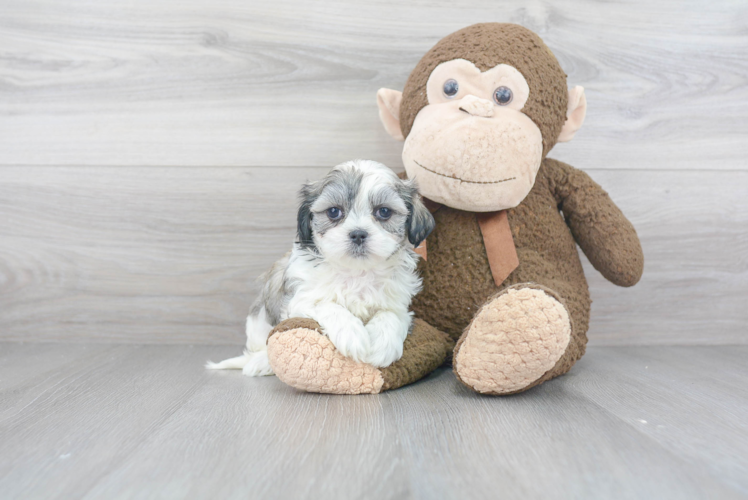 Best Teddy Bear Baby