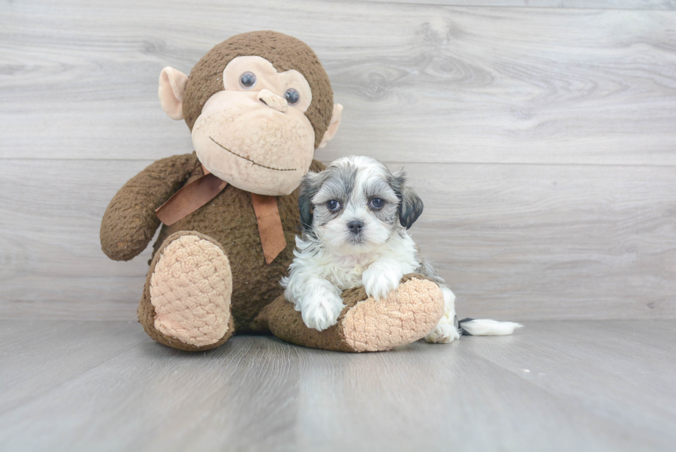 Happy Teddy Bear Baby