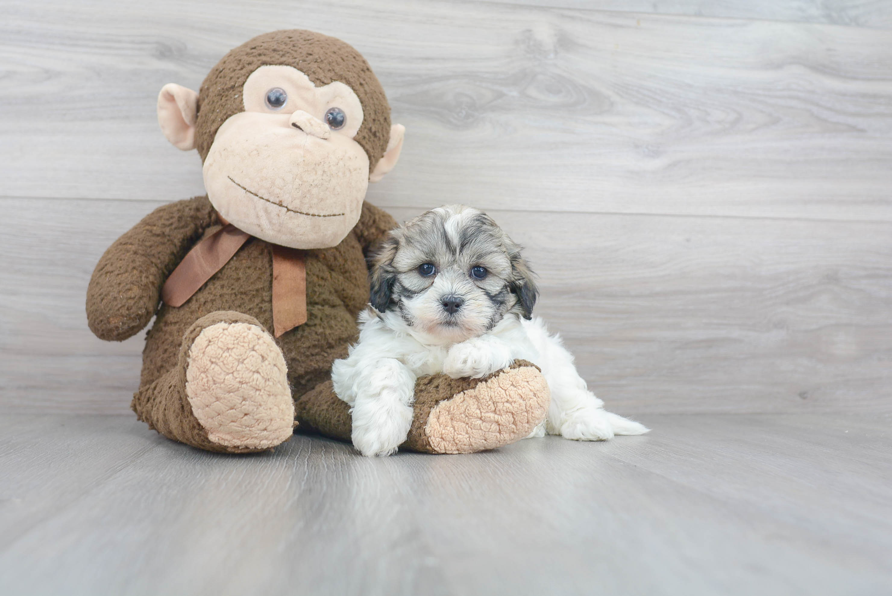 Funny Teddy Bear Designer Pup