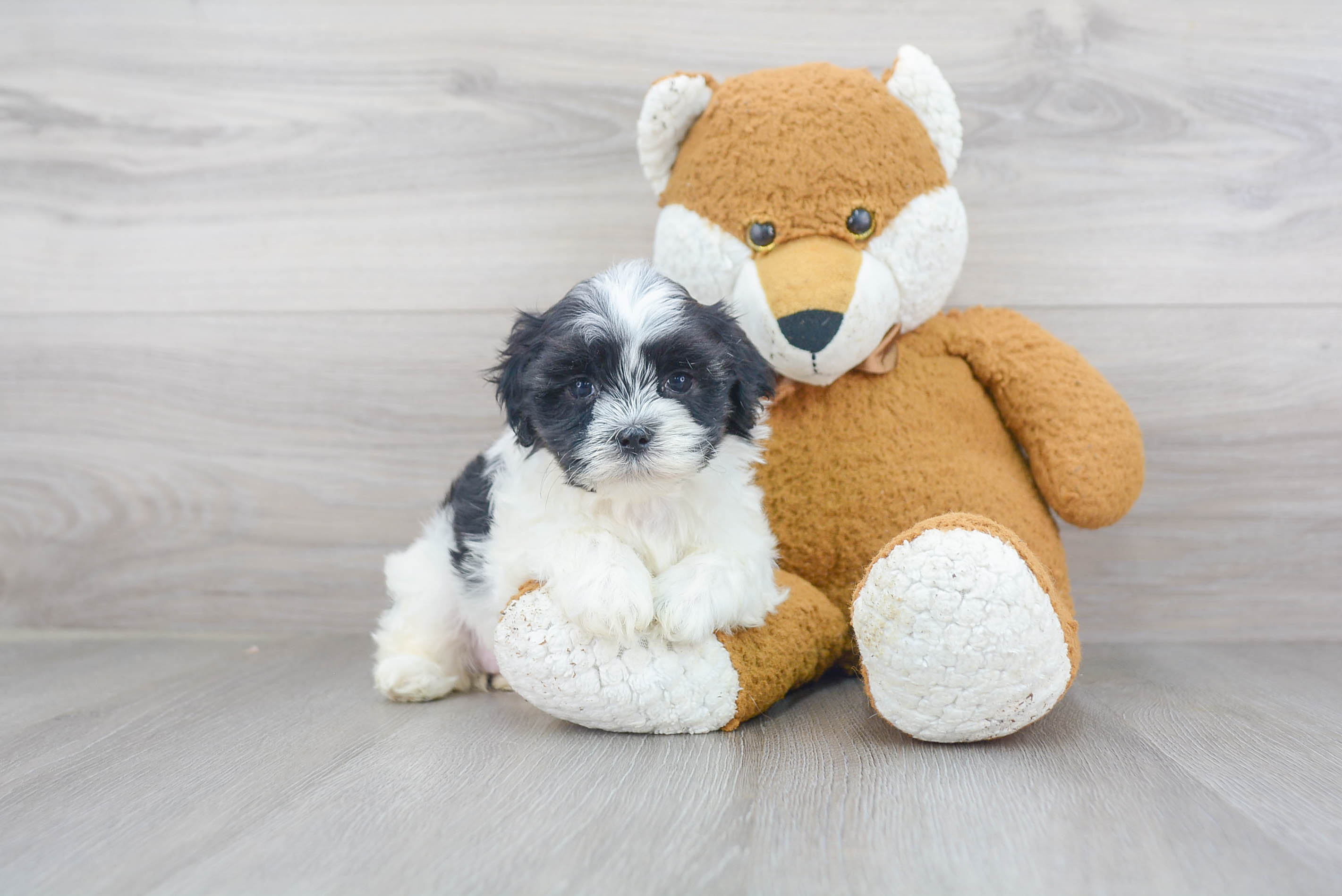 Teddy Bear Pup Being Cute