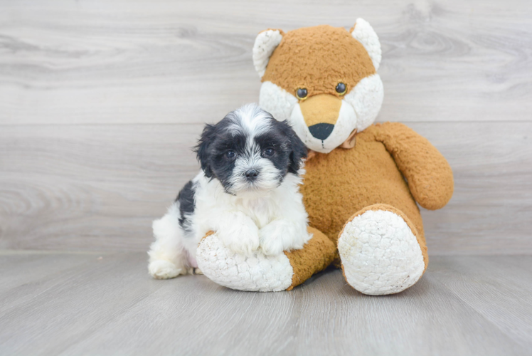 Teddy Bear Pup Being Cute