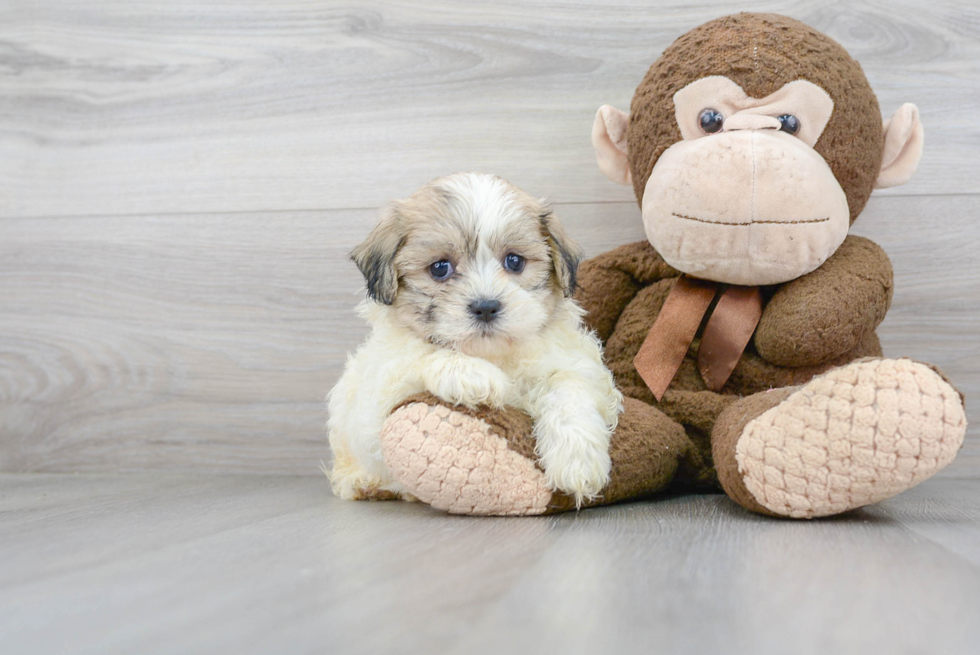 Popular Teddy Bear Designer Pup