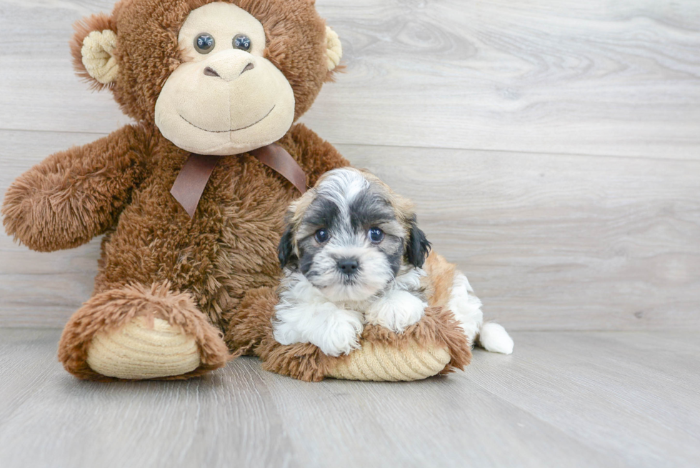 Teddy Bear Pup Being Cute