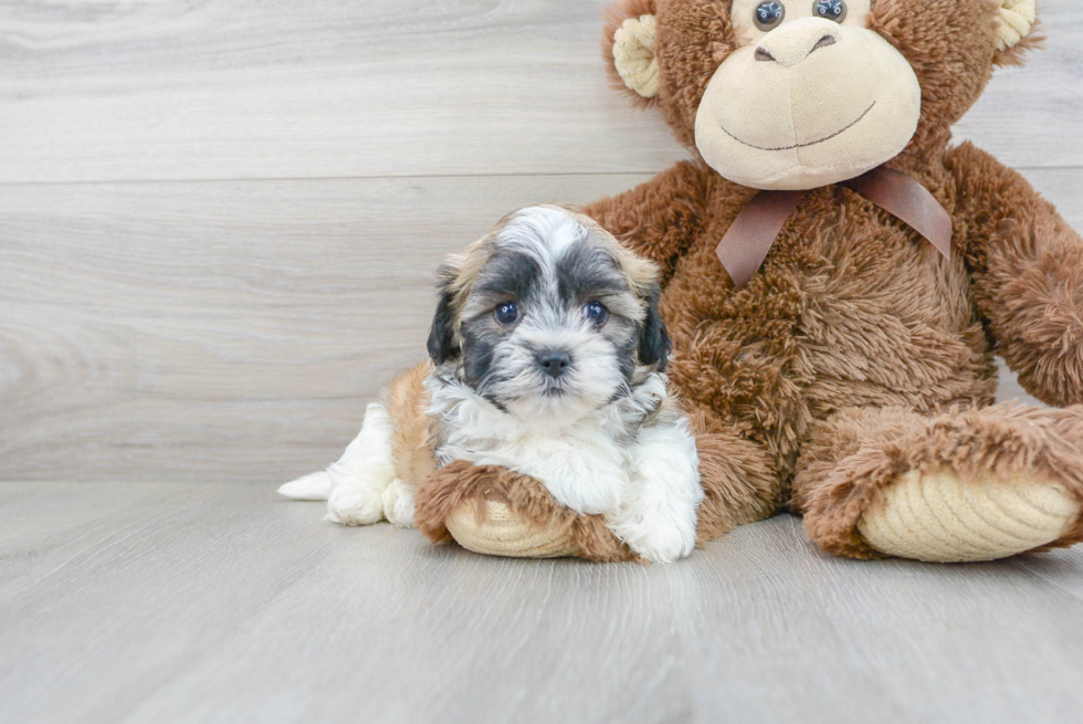 Teddy Bear Pup Being Cute