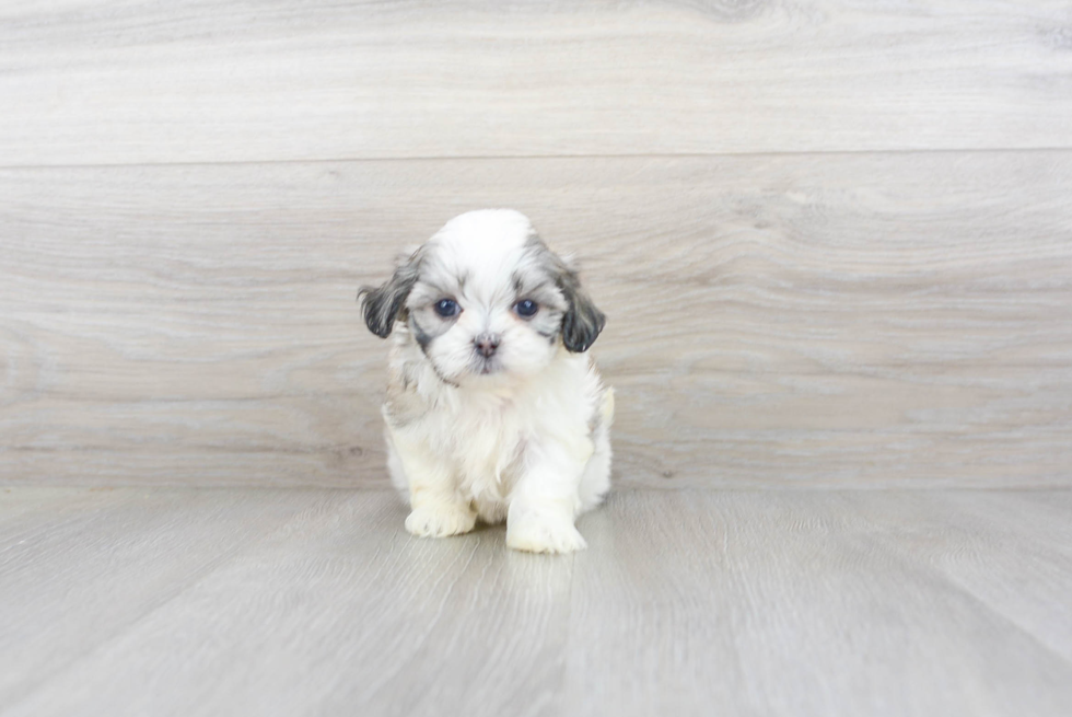 Teddy Bear Pup Being Cute