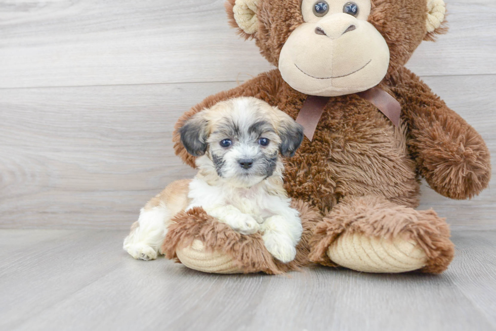 Funny Teddy Bear Designer Pup