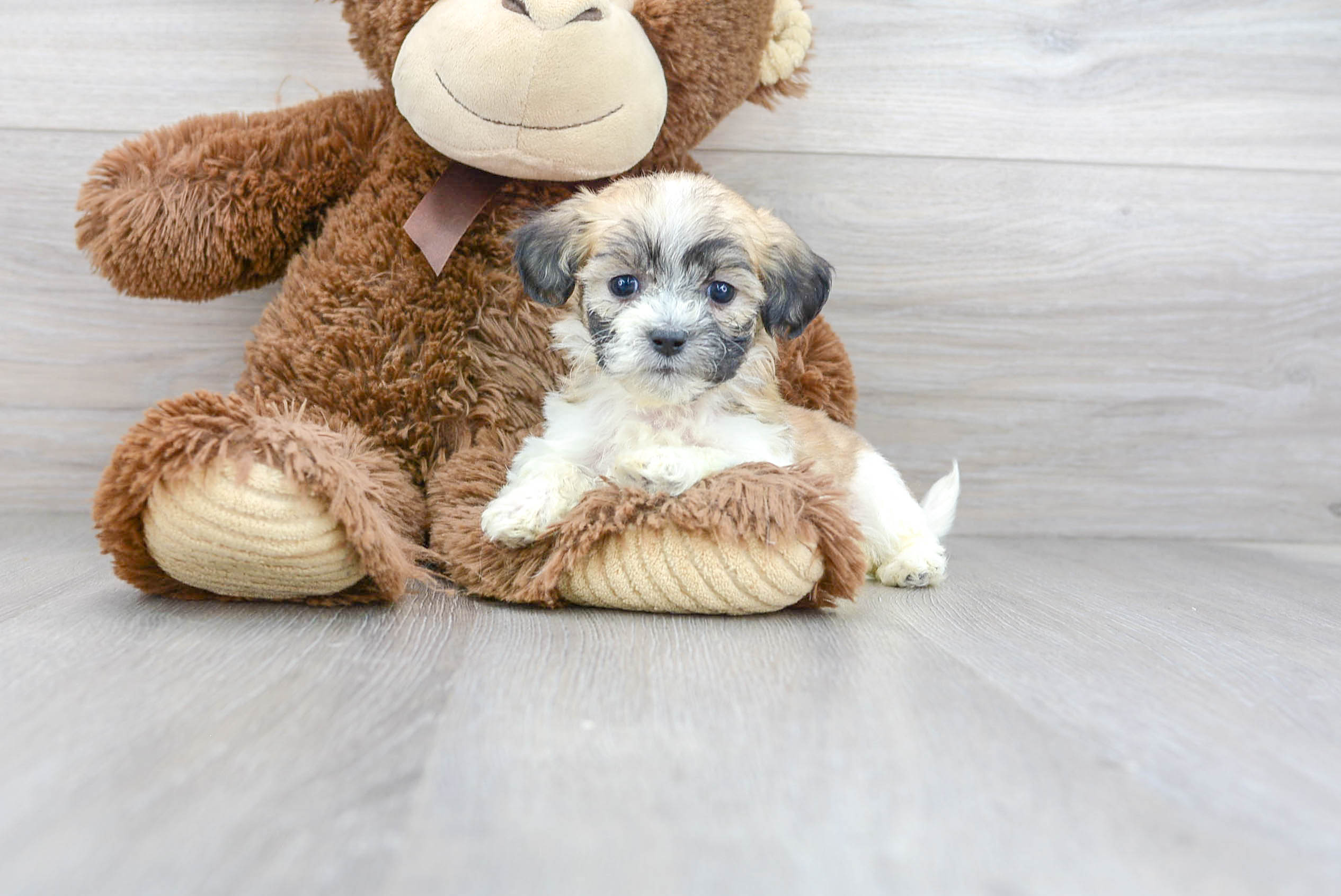 Teddy Bear Puppy for Adoption