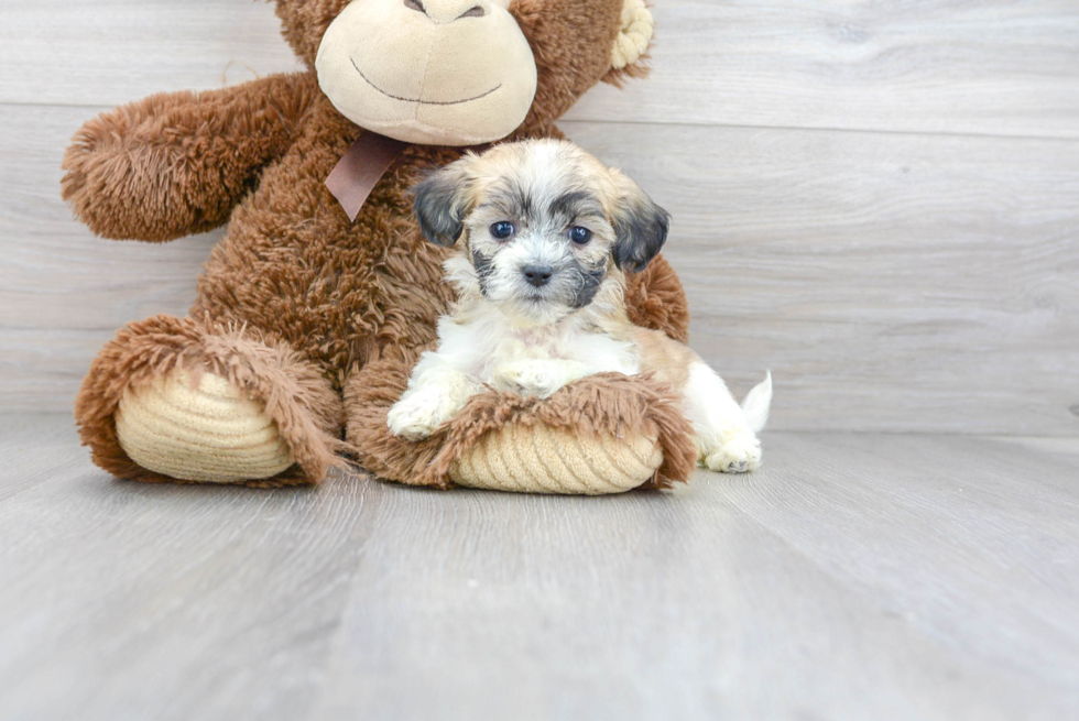 Teddy Bear Puppy for Adoption