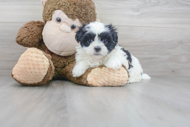 Teddy Bear Puppy for Adoption