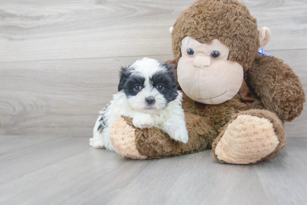 Teddy Bear Pup Being Cute