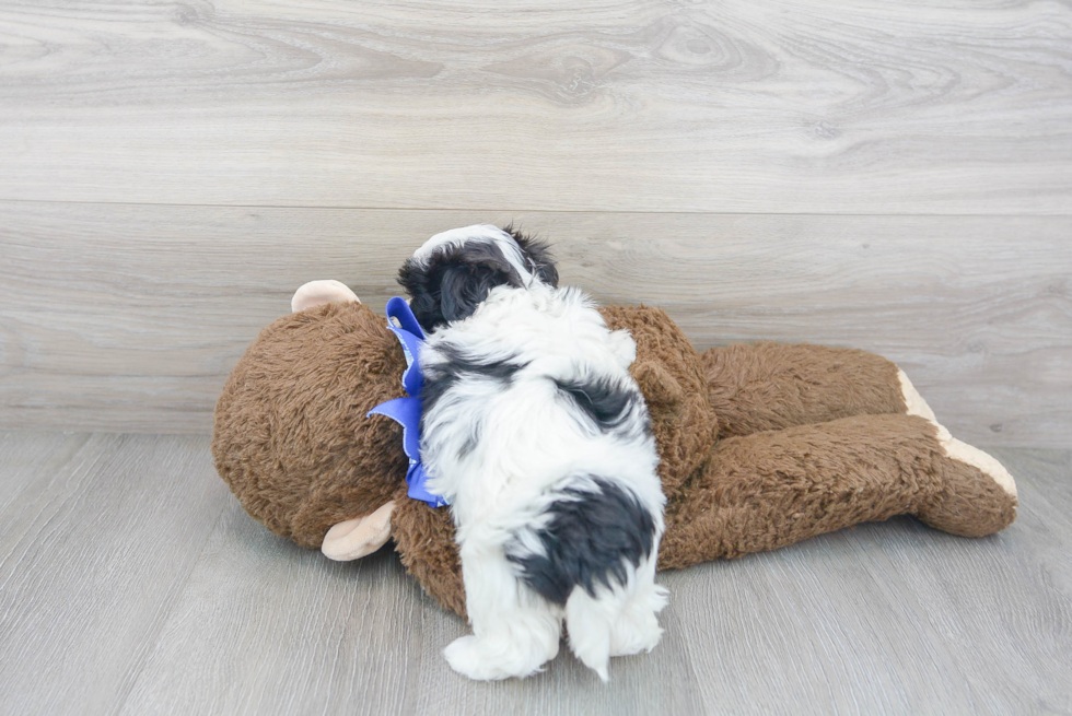 Cute Shichon Designer Puppy
