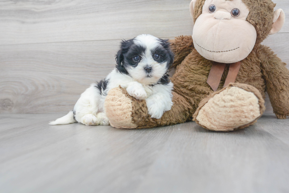 Teddy Bear Pup Being Cute