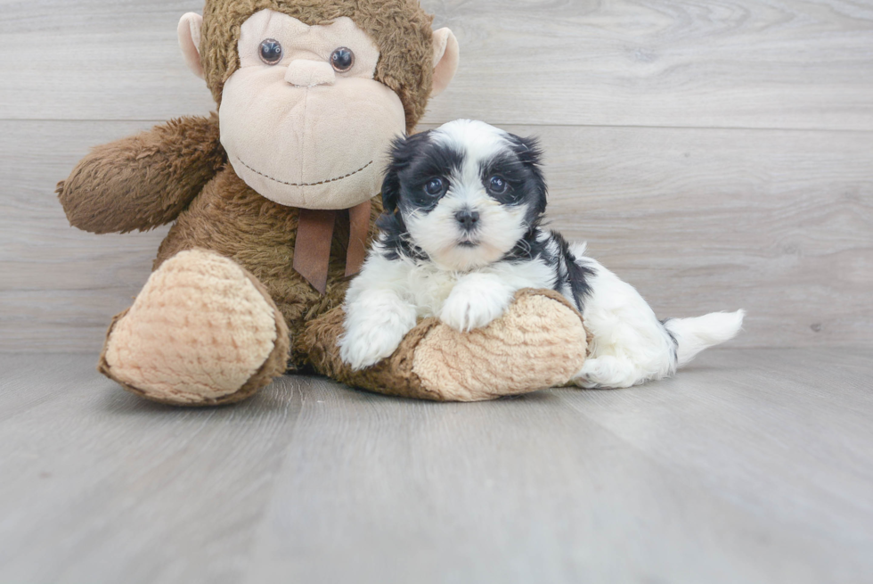 Teddy Bear Pup Being Cute