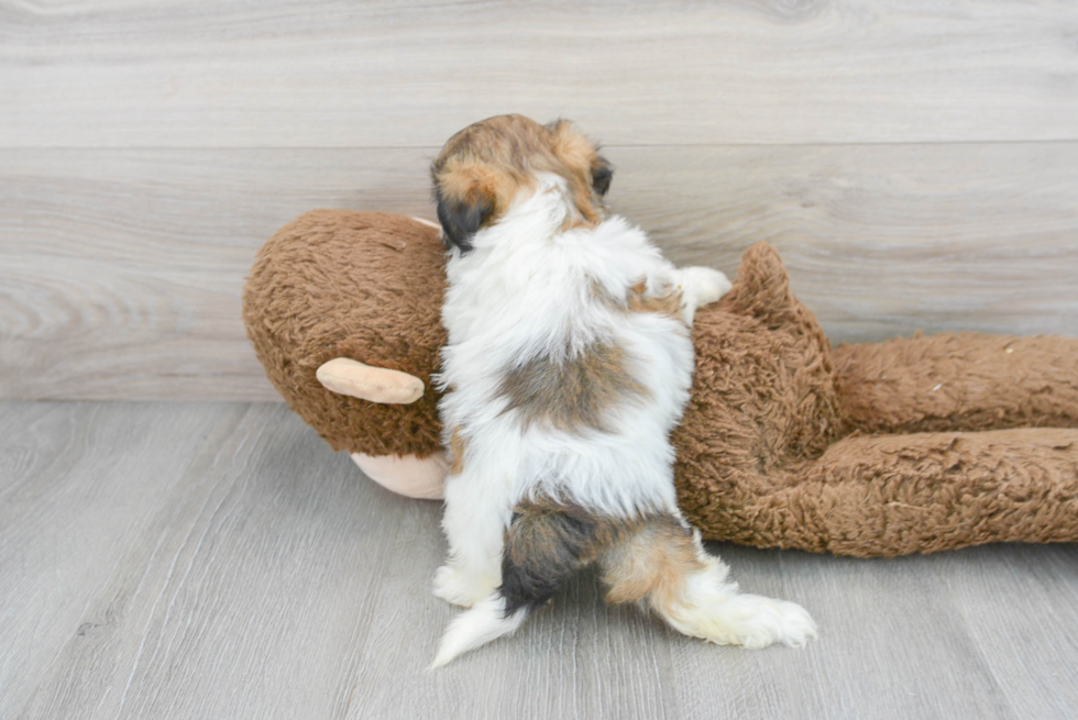 Teddy Bear Pup Being Cute