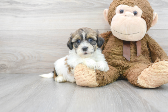 Teddy Bear Pup Being Cute