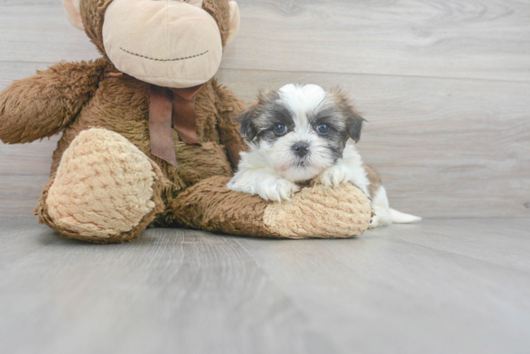 Teddy Bear Puppy for Adoption