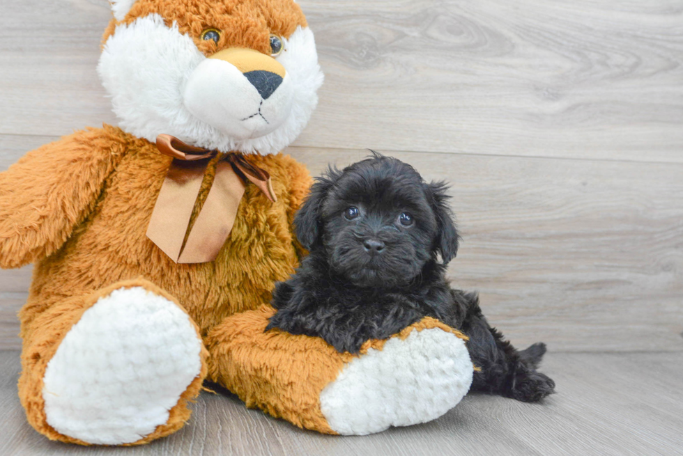 Teddy Bear Pup Being Cute