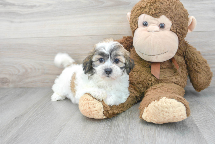 Teddy Bear Pup Being Cute