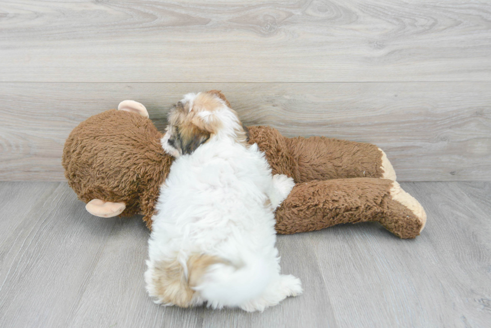 Best Teddy Bear Baby