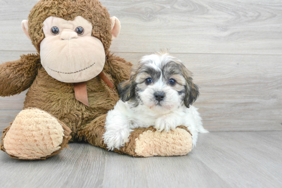 Teddy Bear Pup Being Cute