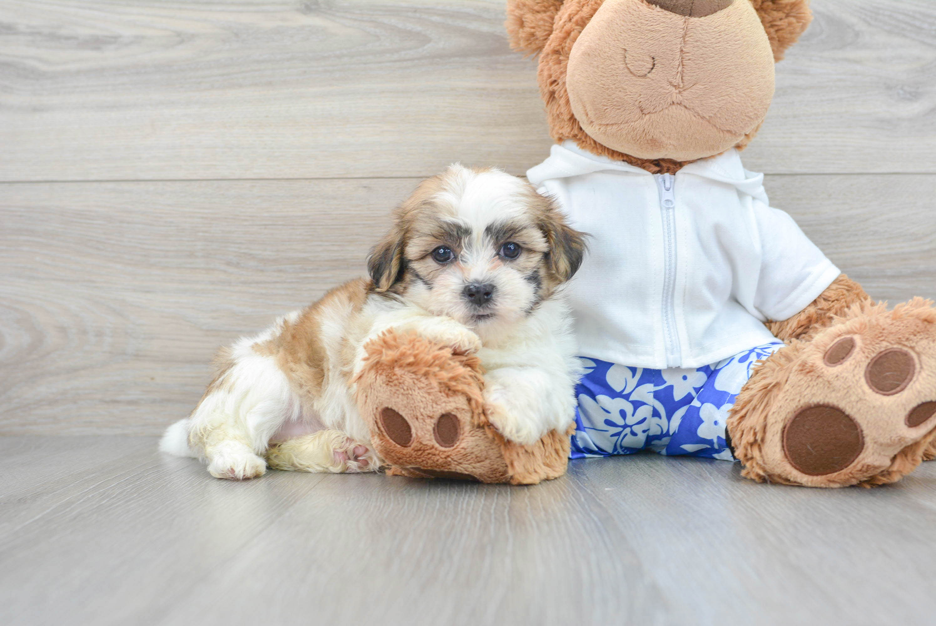 Teddy Bear Puppy for Adoption