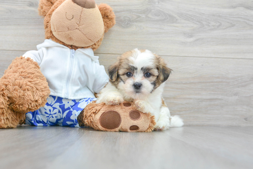 Teddy Bear Puppy for Adoption