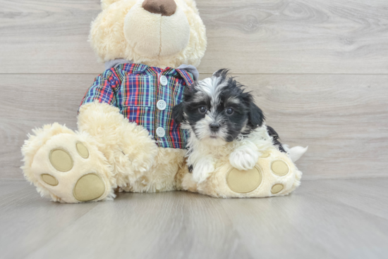 Fluffy Teddy Bear Designer Pup