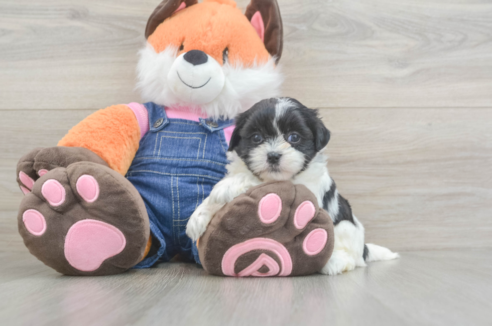 5 week old Teddy Bear Puppy For Sale - Premier Pups