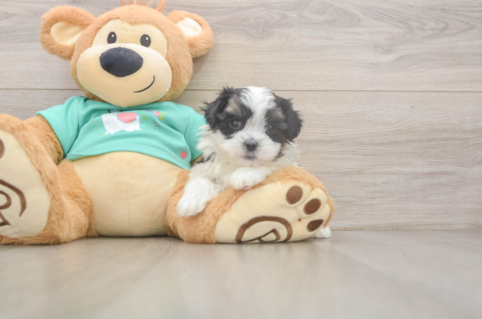 6 week old Teddy Bear Puppy For Sale - Premier Pups