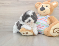 6 week old Teddy Bear Puppy For Sale - Premier Pups