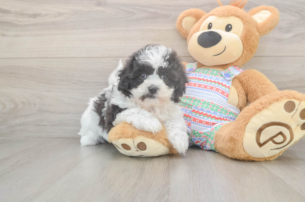 5 week old Teddy Bear Puppy For Sale - Premier Pups