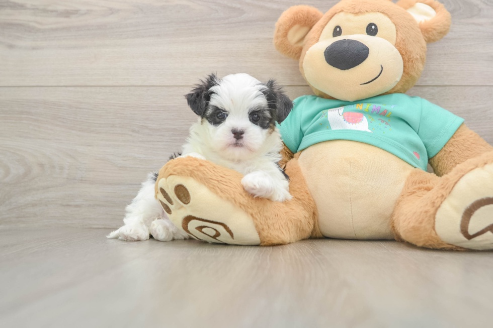 Teddy Bear Pup Being Cute
