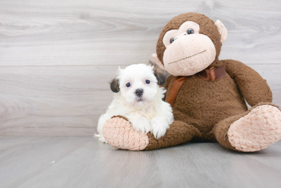 Hypoallergenic Shichon Designer Puppy