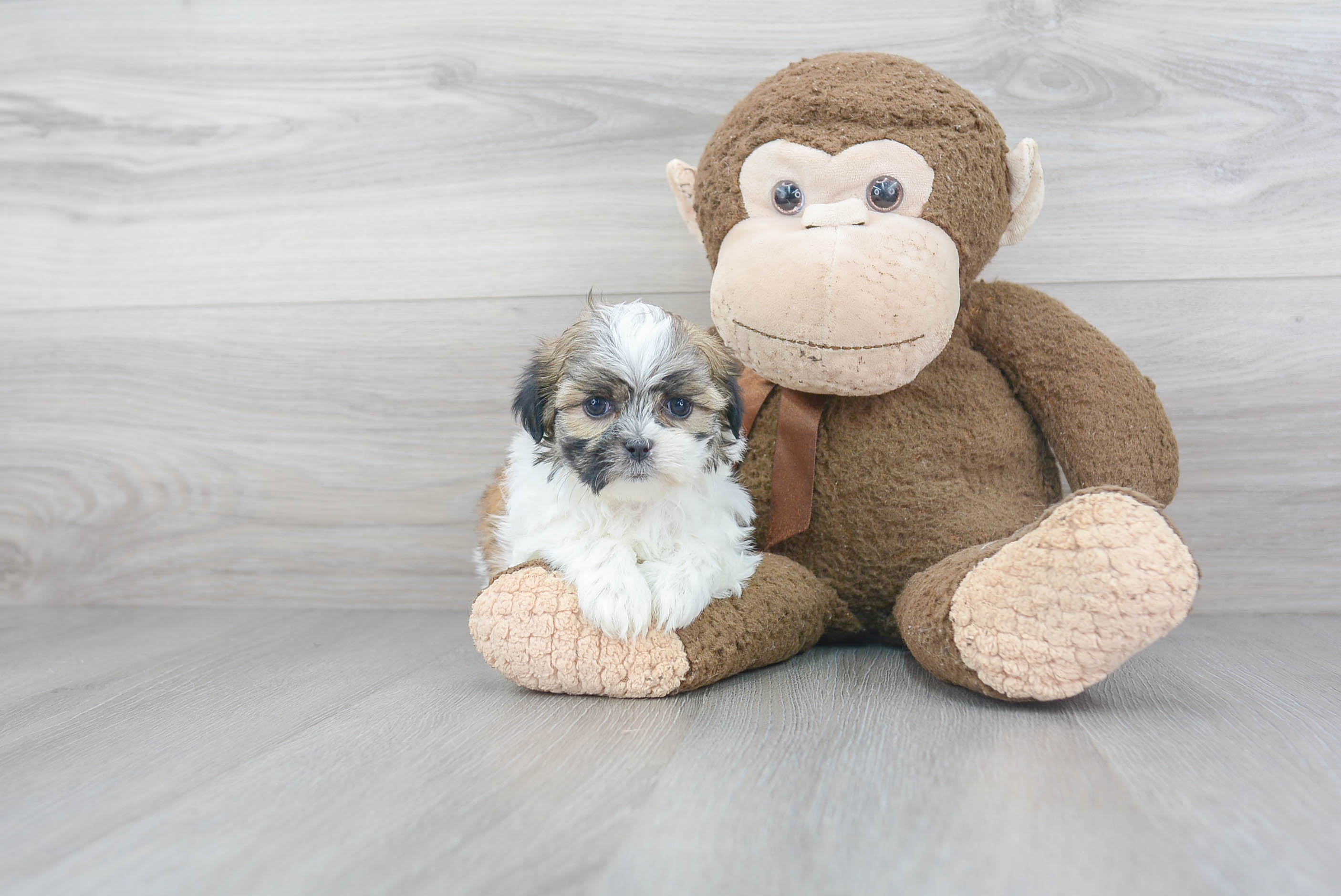 Fluffy Teddy Bear Designer Pup