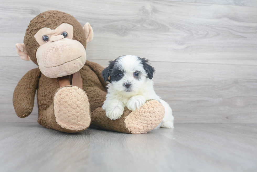 Teddy Bear Pup Being Cute