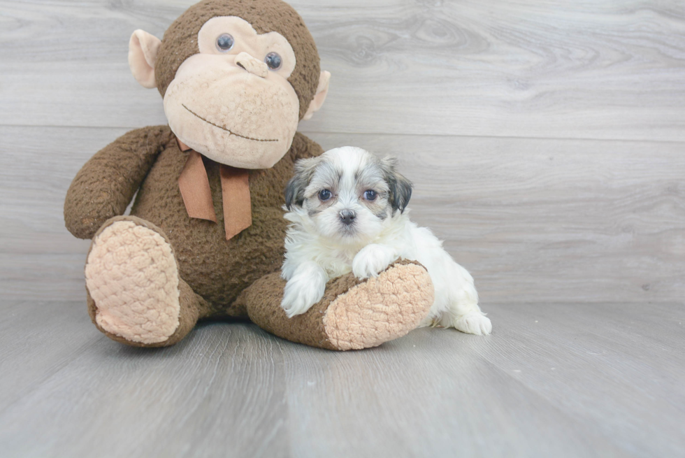 Teddy Bear Pup Being Cute