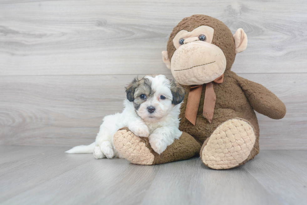 Happy Teddy Bear Baby