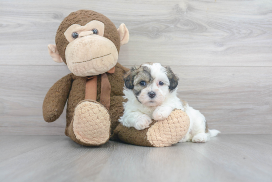 Funny Teddy Bear Designer Pup