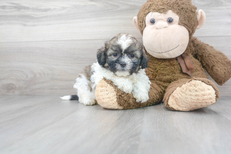 Best Teddy Bear Baby