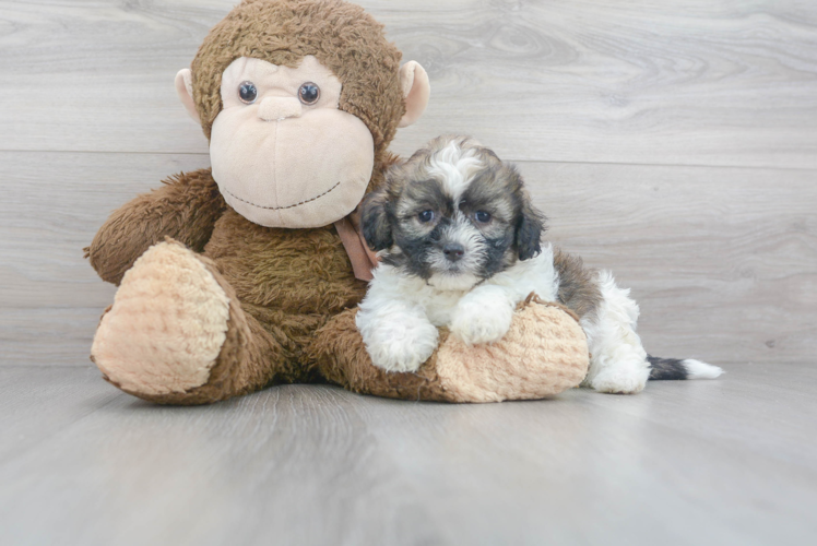 Teddy Bear Puppy for Adoption