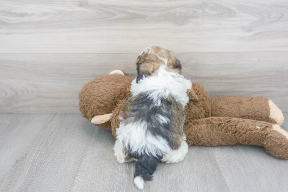 Teddy Bear Pup Being Cute