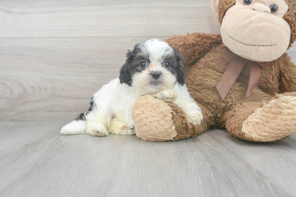 Teddy Bear Pup Being Cute