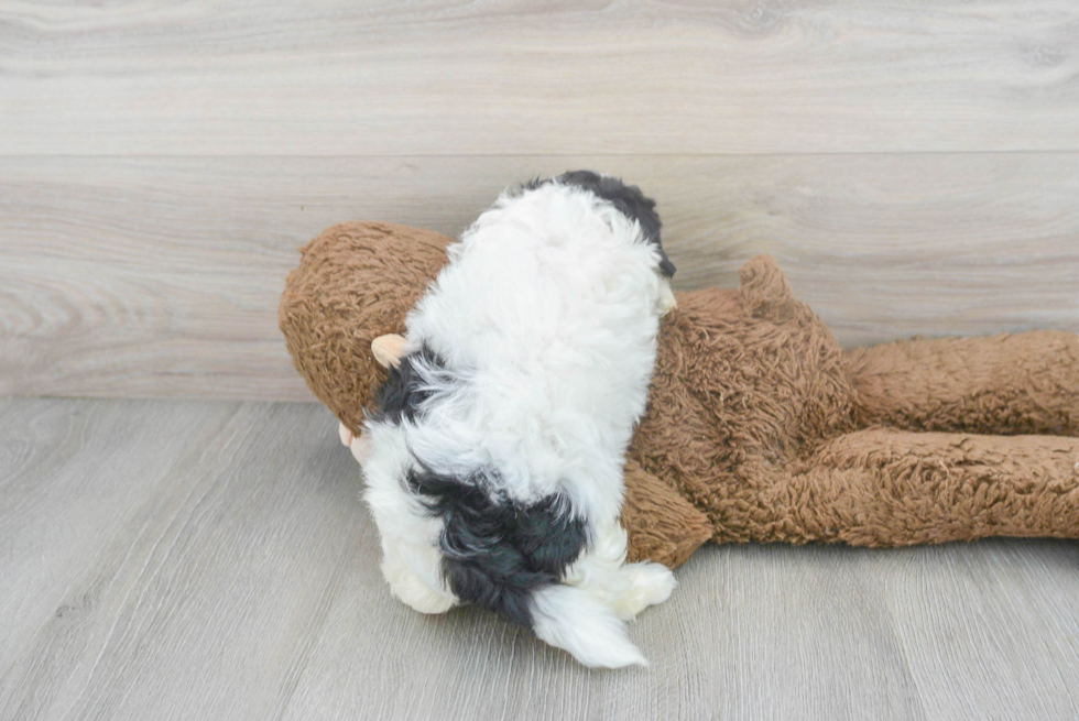 Teddy Bear Puppy for Adoption