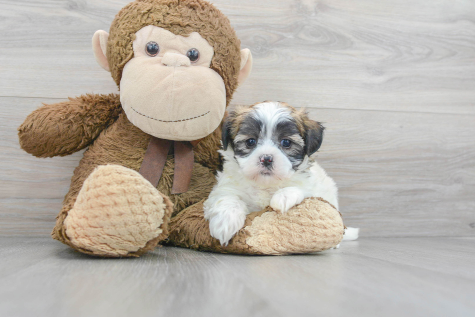 Fluffy Teddy Bear Designer Pup