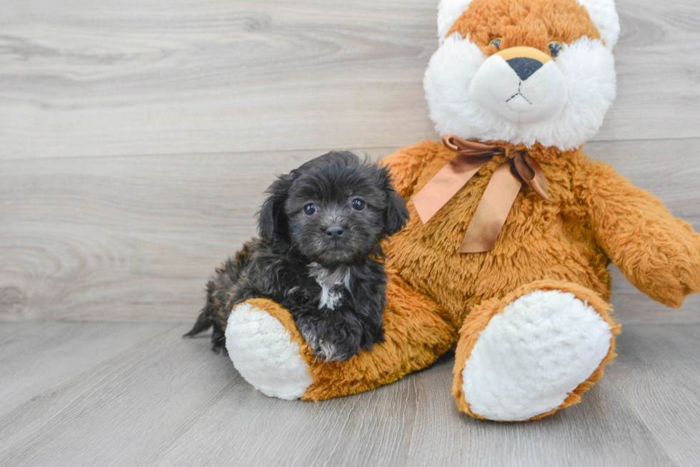 Teddy Bear Puppy for Adoption