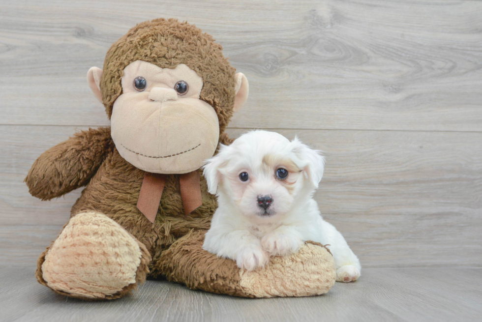 Happy Teddy Bear Baby